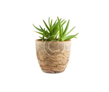 Mini office plant